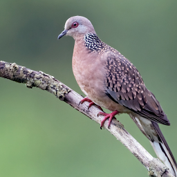 Icon image Appp.io - Spotted dove sounds