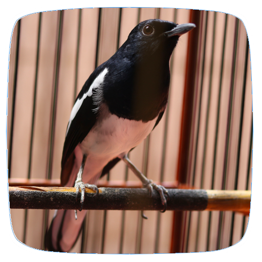Kacer Birds Sounds logo