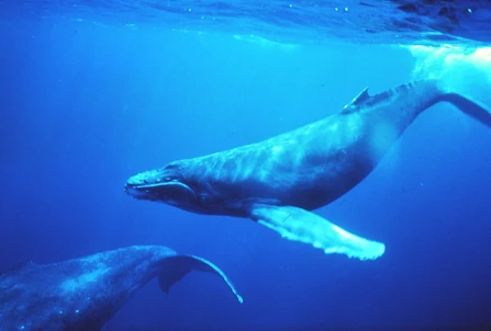 Sea Whales