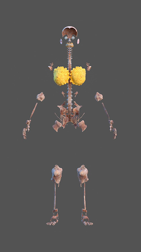 Human Anatomy: Female 3D Screen 2