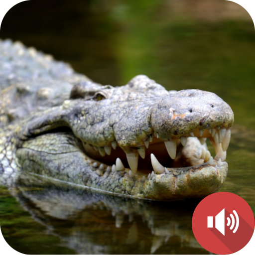 Crocodile Sounds logo