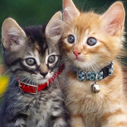 Cute Kitty Puzzle logo