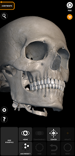 Skeleton | 3D Anatomy 4