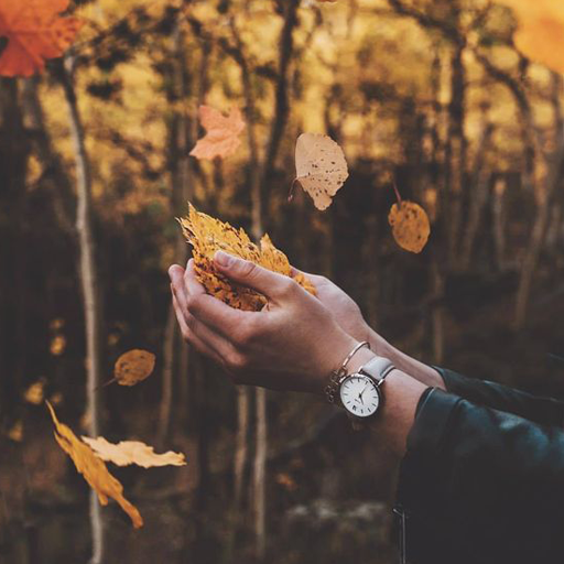 رواية تبكيك أوراق الخريف