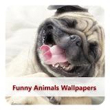 Funny Animals Wallpapers #1 icon