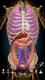 Anatomy Learning - 3D Anatomy