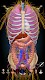 screenshot of Anatomy Learning - 3D Anatomy