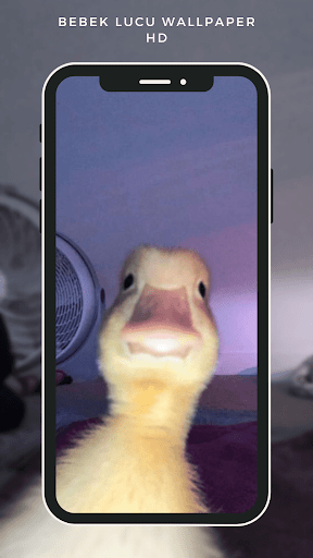 Bebek lucu wallpaper hd