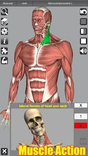 Pamjet e ekranit të Anatomisë 3D