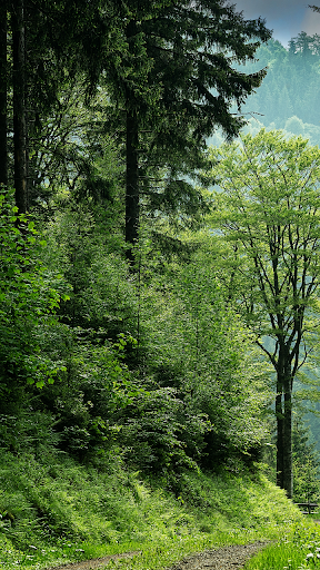 Green forest wallpaper 2023