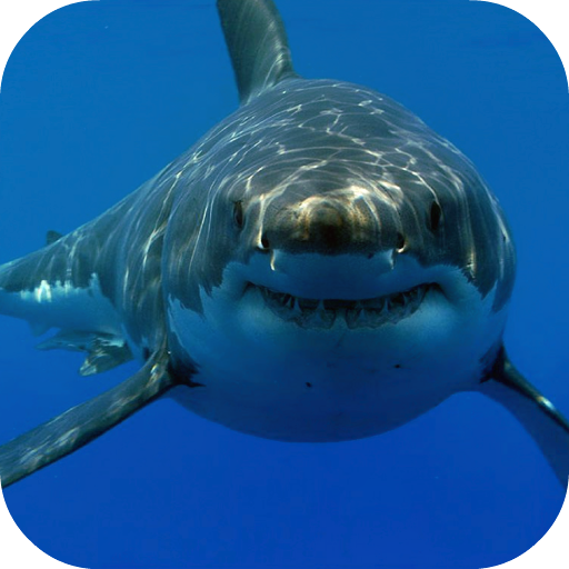 White Shark HD Video Wallpaper logo