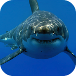 Cover Image of Download White Shark HD Video Wallpaper  APK