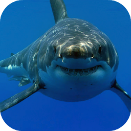 Simge resmi White Shark HD Video Wallpaper