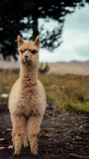 Android application Alpaca Wallpaper screenshort