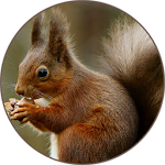 Cover Image of 下载 Squirrel Sounds 2.3 APK