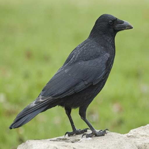 Android application Crow Sounds screenshort