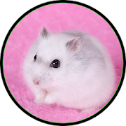 Top 43 Entertainment Apps Like How to choose a hamster - Best Alternatives