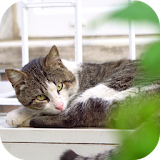 Lazy Cat Video Wallpaper icon