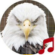 Bald eagle sounds ~ Sboard.pro