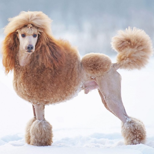 Poodle Dog Wallpaper HD logo