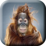 Crazy Monkey Dance LiveWP icon