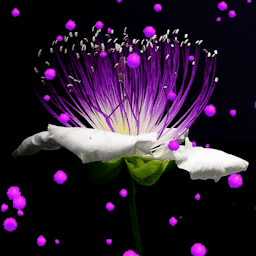 Icon image Purple Hearts Flower LWP