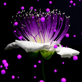 Purple Hearts Flower LWP
