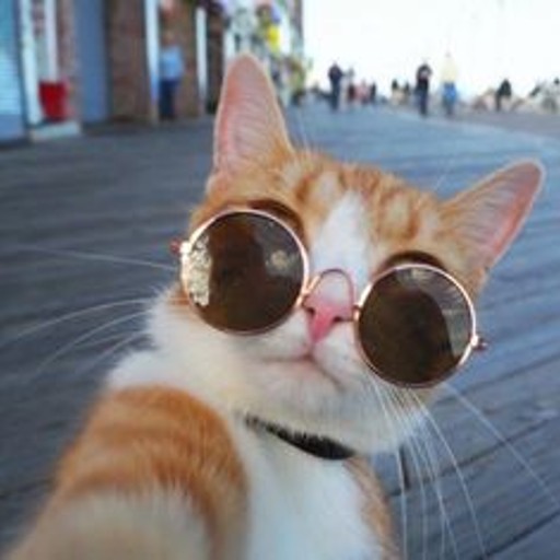 cat profile picture logo