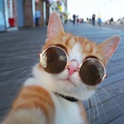 Download Glasses Cute Cat Pfp Wallpaper