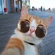 cat profile picture - Androidアプリ