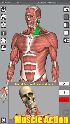 3D Anatomy screenshot for Android