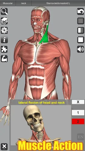 3D Anatomy Mod Apk