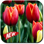 Tulip Wallpapers 2.6 Icon