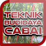 Teknik Budidaya Cabe icon