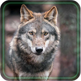 Wolf Best 2016 LWP icon