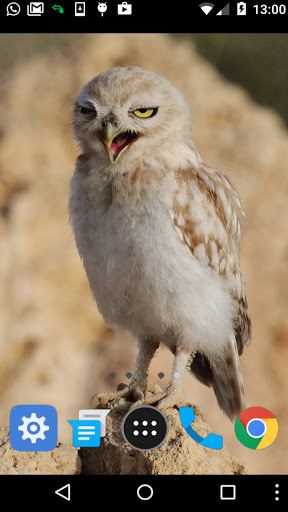 cute owl wallpaper Screenshot 2 - AppWisp.com