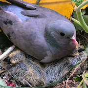 Bébés pigeons  Icon