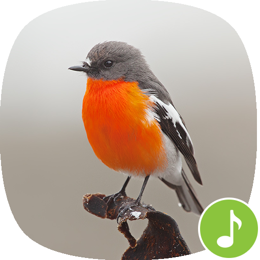 Appp.io - रॉबिन बर्ड ध्वनि विंडोज़ पर डाउनलोड करें