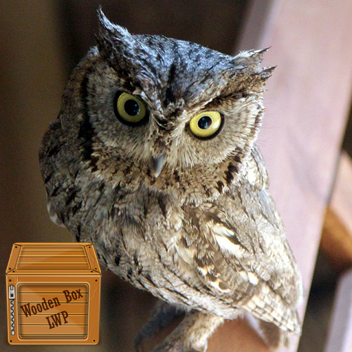baby owl wallpaper logo