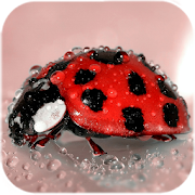 Ladybug Live Wallpaper