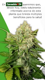 CannabisN24