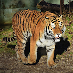 Cover Image of Tải xuống Tigre  APK