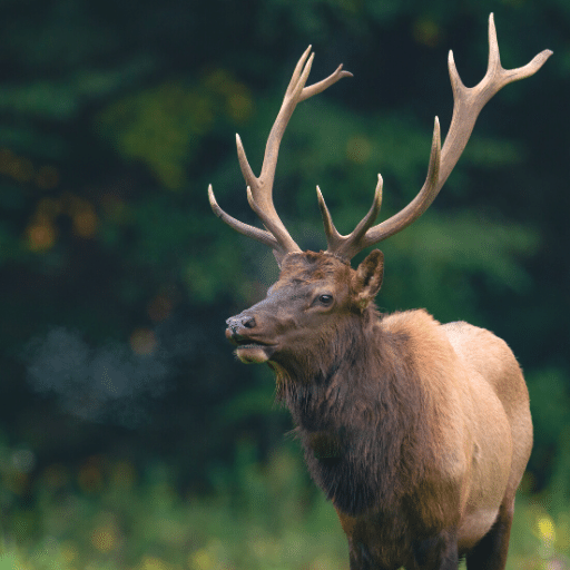 Elk Sounds & Hunting Calls Logo