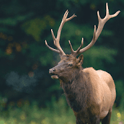 Elk Sounds - Elk Hunting Calls Free