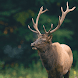 Elk Sounds & Hunting Calls - Androidアプリ