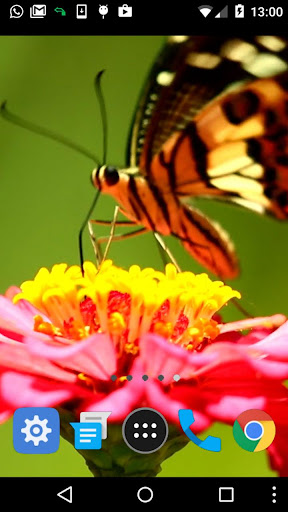 colorful butterfly wallpaper Screen 2