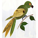 Dry Leaves Crafts icon