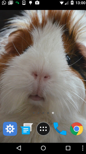 cute guinea pig wallpaper Screen 2
