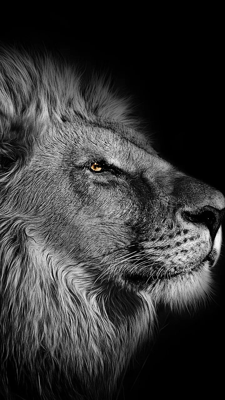 Con sư tử - một loài thú mang lại sự yên bình và uy nghiêm trong thiên nhiên. Với bộ lông mềm mại và đôi mắt to tròn lung linh, chúng là nguồn cảm hứng lý tưởng cho bất kỳ tác phẩm nghệ thuật nào. Xem bức hình liên quan đến từ khóa này để trầm mình vào thế giới của những con sư tử đầy uy nghiêm và tình yêu động vật.