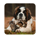 Cats & Dogs HD Wallpapers icon